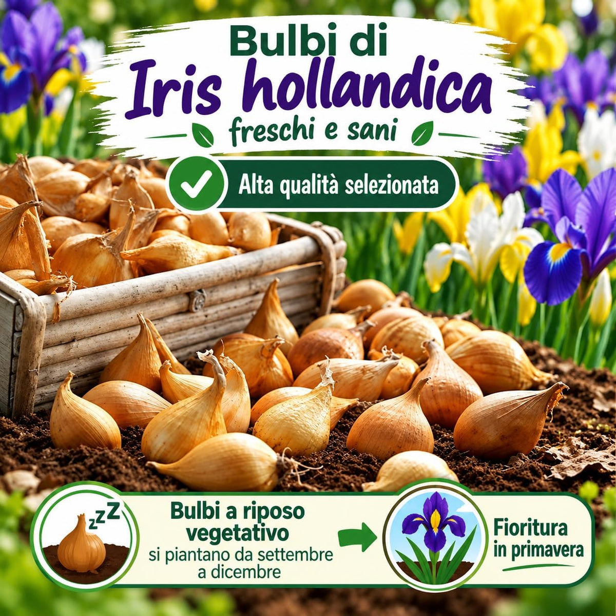 Iris hollandica IN MISCUGLIO (15 Bulbi)