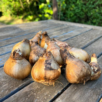 Narcisi BOTANICI IN MISCUGLIO (10 Bulbi)