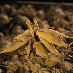 Load image into Gallery viewer, Cactus Dahlia Mix (5 Bulbs) – Height up to 50 cm