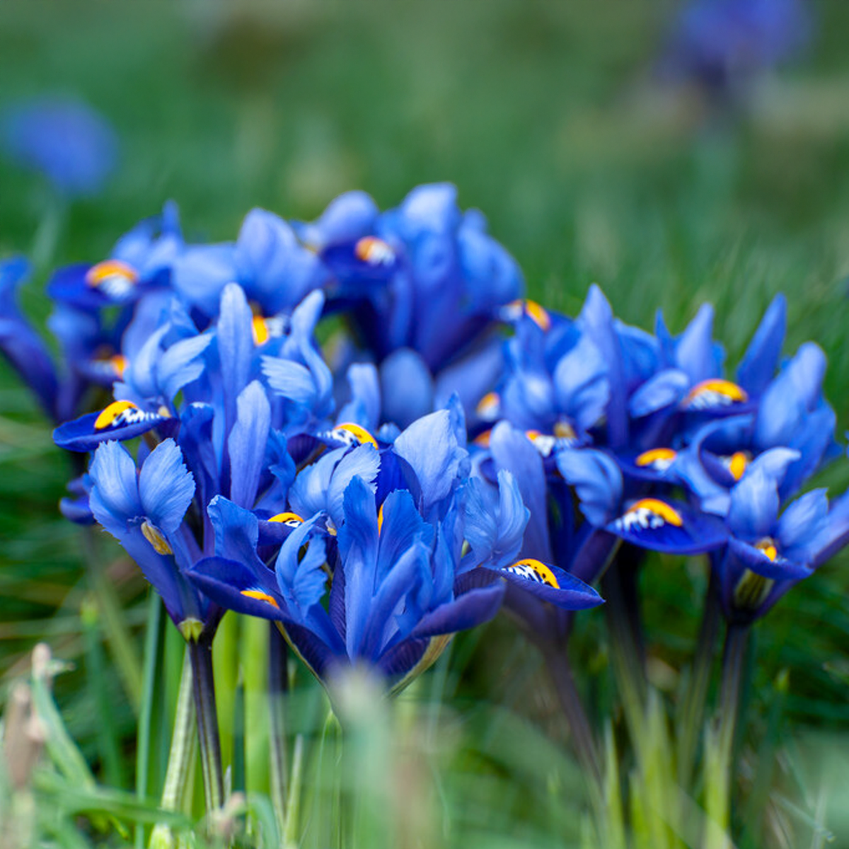 Iris hollandica HARMONY (15 Bulbi)