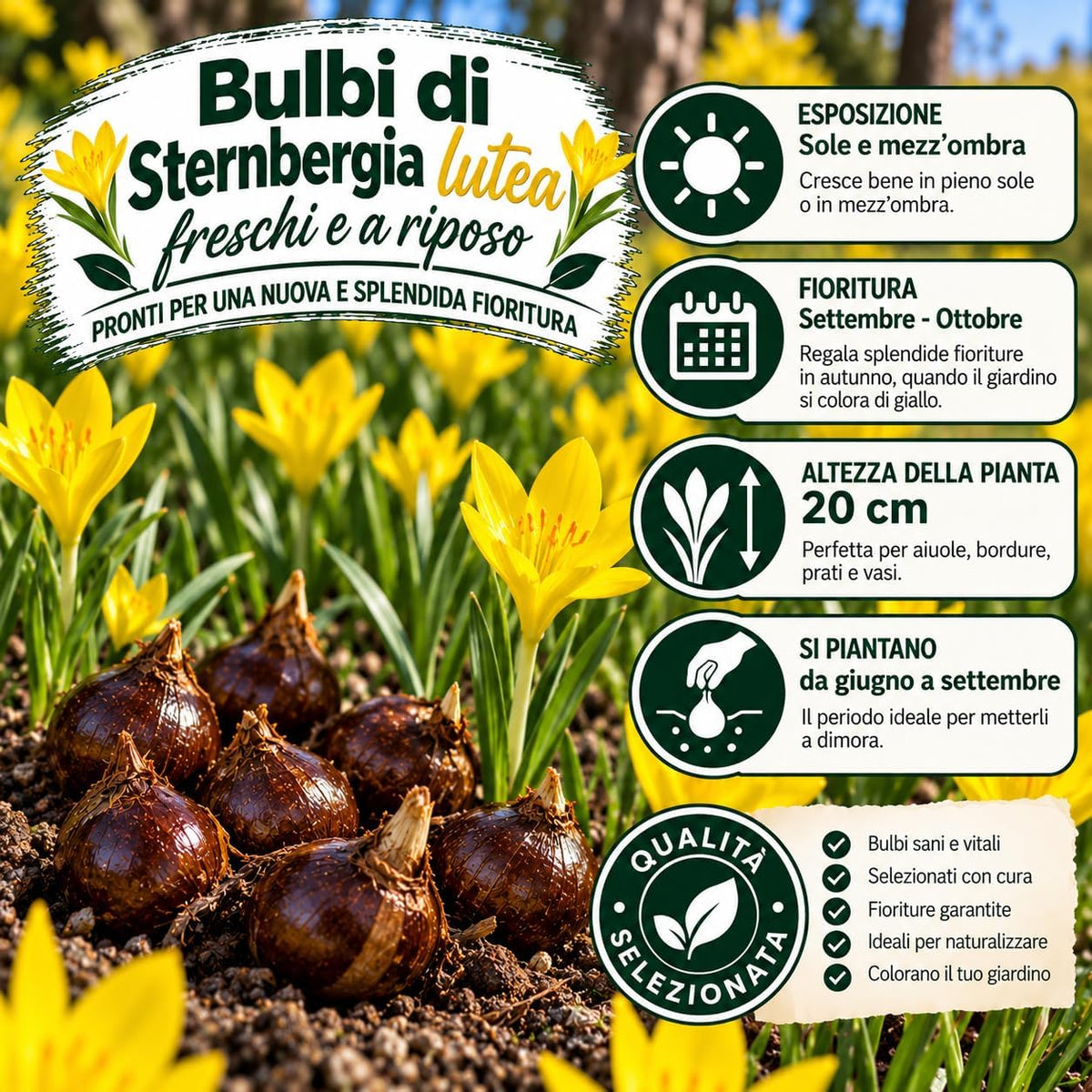 Sternbergia lutea (6 Bulbi)