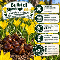 Sternbergia lutea (6 Bulbi)