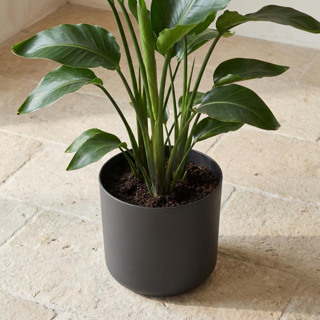 Elho B.for soft - Anthracite - ⌀22 cm ↕20cm