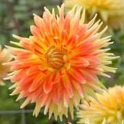Cactus Dahlia Mix – Orange, Yellow & White Bulbs (3)