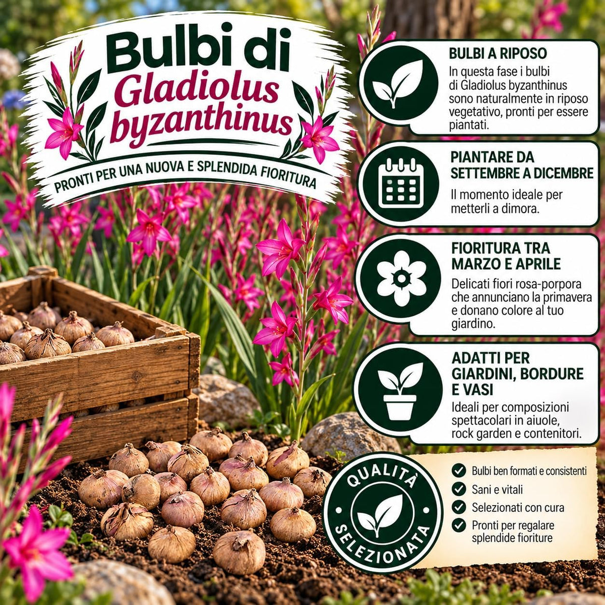 GLADIOLUS BYZANTINUS (15 Bulbi)