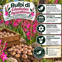 GLADIOLUS BYZANTINUS (15 Bulbi)