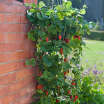 Load image into Gallery viewer, CLIMBING PLANTS SEED KIT | 5 Seed Packets | Climbing Nasturtium Mix | Climbing Strawberry | Passion Flower (Passiflora) | Luffa | Morning Glory “Blue Morning”