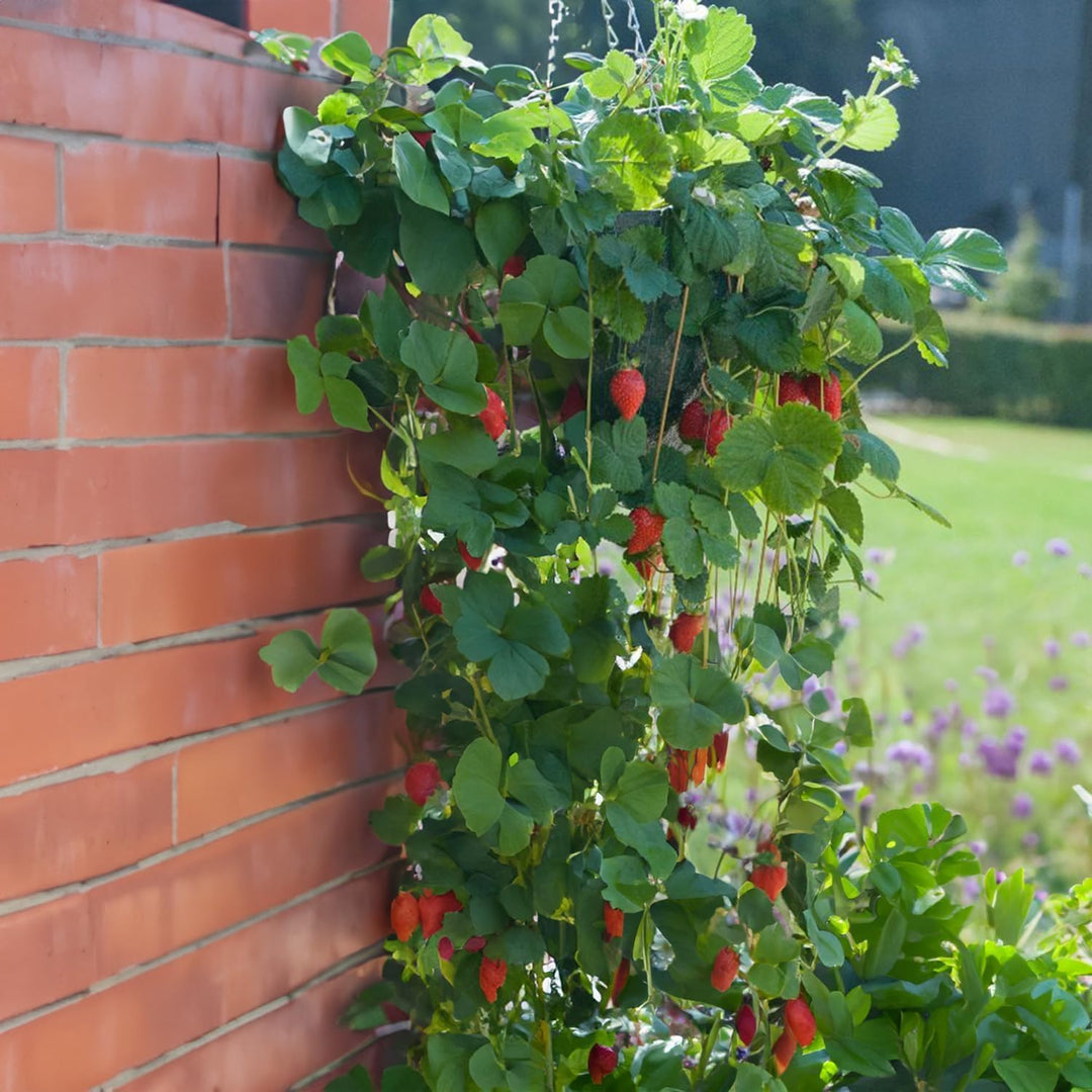 CLIMBING PLANTS SEED KIT | 5 Seed Packets | Climbing Nasturtium Mix | Climbing Strawberry | Passion Flower (Passiflora) | Luffa | Morning Glory “Blue Morning”
