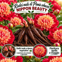 PAEONIA Lactiflora NIPPON BEAUTY (2 Radici)