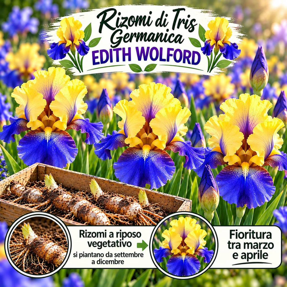 Iris germanica EDITH WOLFORD (3 Rizomi)