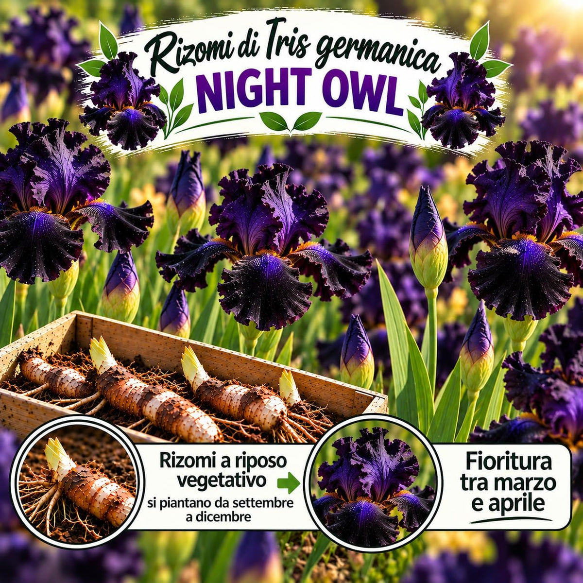 Iris germanica NIGHT OWL (3 Rizomi)