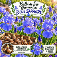 Iris germanica BLUE SAPPHIRE (3 Rizomi)