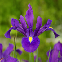 Iris hollandica viola bulbs in full bloom, showcasing vibrant violet petals with yellow center, ideal for elegant gardens.