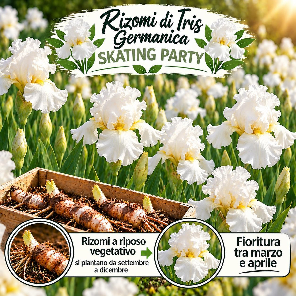 Iris germanica SKATING PARTY (3 Rizomi)