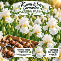 Iris germanica SKATING PARTY (3 Rizomi)