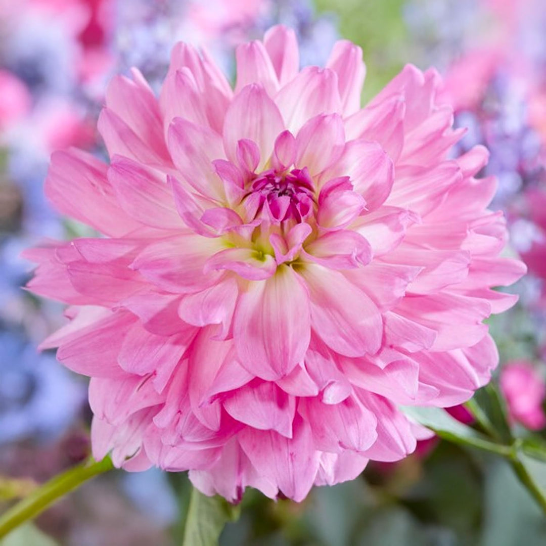 Decorative Dahlia “Soft Tones” Bulbs (3)