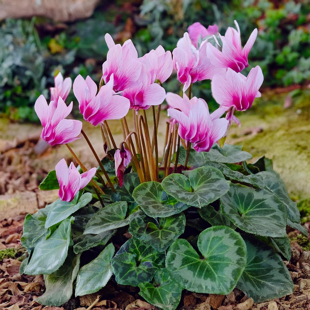 Cyclamen hederifolium Bulbs (2)