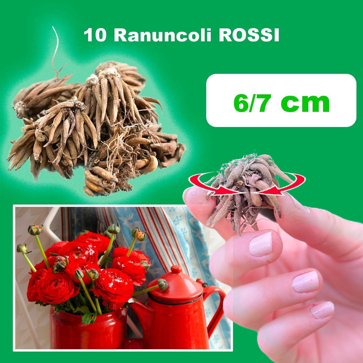 Ranuncoli ROSSI (10 Bulbi)