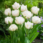 Load image into Gallery viewer, Tulip &#39;Mount Tacoma&#39; (Double Late) - 8 Bulbs
