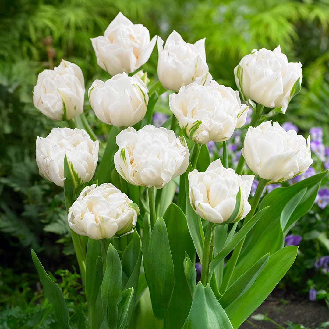 Tulip 'Mount Tacoma' (Double Late) - 8 Bulbs