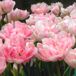 Load image into Gallery viewer, Tulip &#39;Finola&#39; (Double Late) - 8 Bulbs
