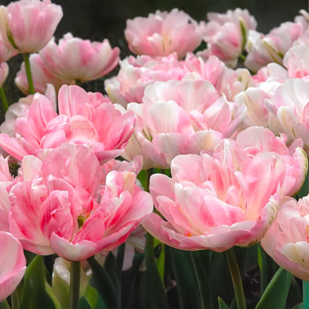 Tulip 'Finola' (Double Late) - 8 Bulbs