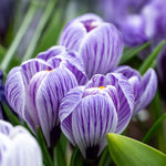 Load image into Gallery viewer, Crocus vernus &#39;Pickwick&#39; - 10 Bulbs
