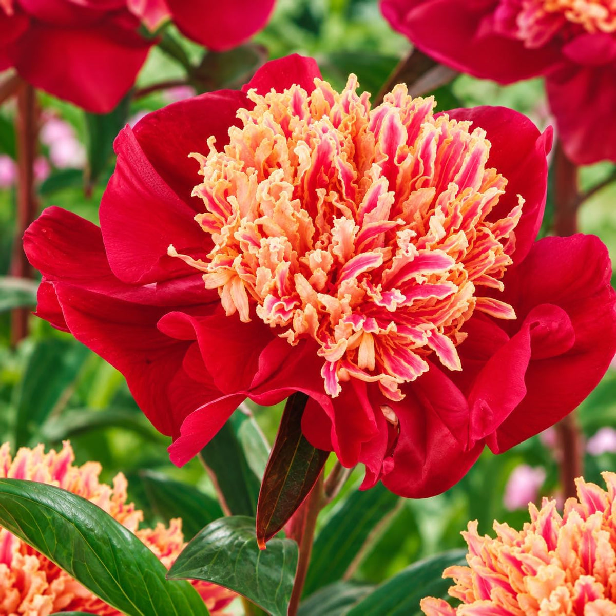 PAEONIA Lactiflora NIPPON BEAUTY (2 Radici)