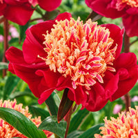 PAEONIA Lactiflora NIPPON BEAUTY (2 Radici)