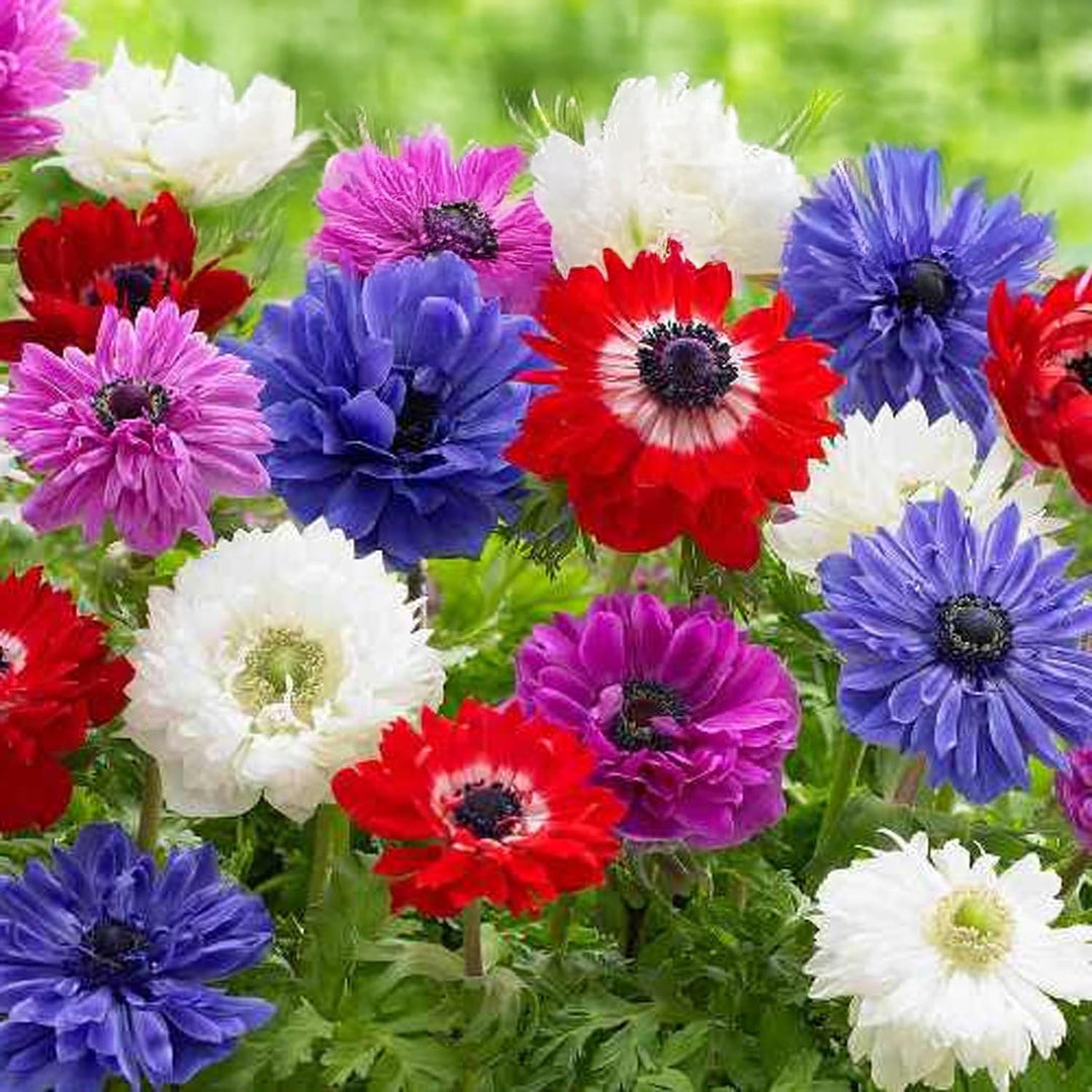 Anemone coronaria 'St. Brigid' Mixed - 15 Bulbs