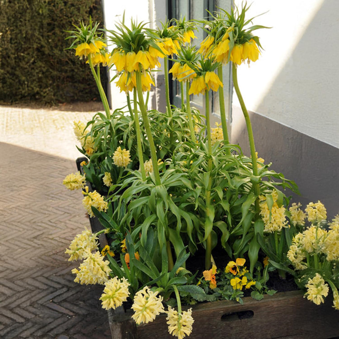 Fritillaria imperialis ‘Lutea Maxima’ - 1 Bulb