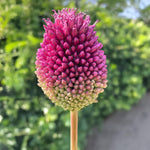 Carica l&#39;immagine nel visualizzatore Galleria, Allium sphaerocephalum - 25 Bulbi
