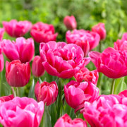 Tulip 'Sunset Tropical' (Double Early) - 8 Bulbs