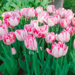 Load image into Gallery viewer, Tulip &#39;Foxtrot&#39; (Double Early) - 8 Bulbs
