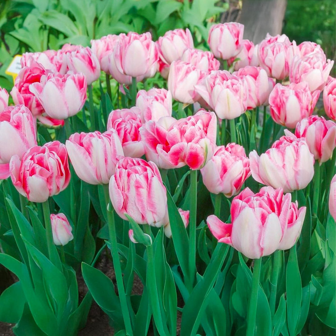Tulip 'Foxtrot' (Double Early) - 8 Bulbs