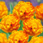 Load image into Gallery viewer, Tulip &#39;Sunlover&#39; (Double Late) - 8 Bulbs
