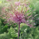Load image into Gallery viewer, Allium ‘Schubertii’ - 4 Bulbs
