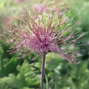 Allium ‘Schubertii’ - 4 Bulbs