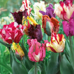 Load image into Gallery viewer, Tulip Parrot Mix - 8 Bulbs
