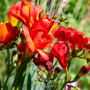 Freesia Double, RED - 10 Bulbs