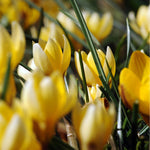 Load image into Gallery viewer, Crocus chrysanthus ‘Romance’ - 15 Bulbs
