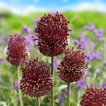 Load image into Gallery viewer, Allium ‘Red Mohican’ - 2 Bulbs
