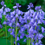 Load image into Gallery viewer, Hyacinthoides non-scripta &#39;Blue Bells&#39; - 10 Bulbs
