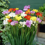 Freesia Double Mix - 15 Bulbs