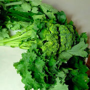 Vegetable Seed Set - 5 Bags of Seeds (Striped Italian Zucchini, San Marzano Tomato, Roman Artichoke, Leek, Rapin). Create Your Own Vegetable Garden at Home