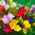 Load image into Gallery viewer, Freesia, MIXED - 30 Bulbs
