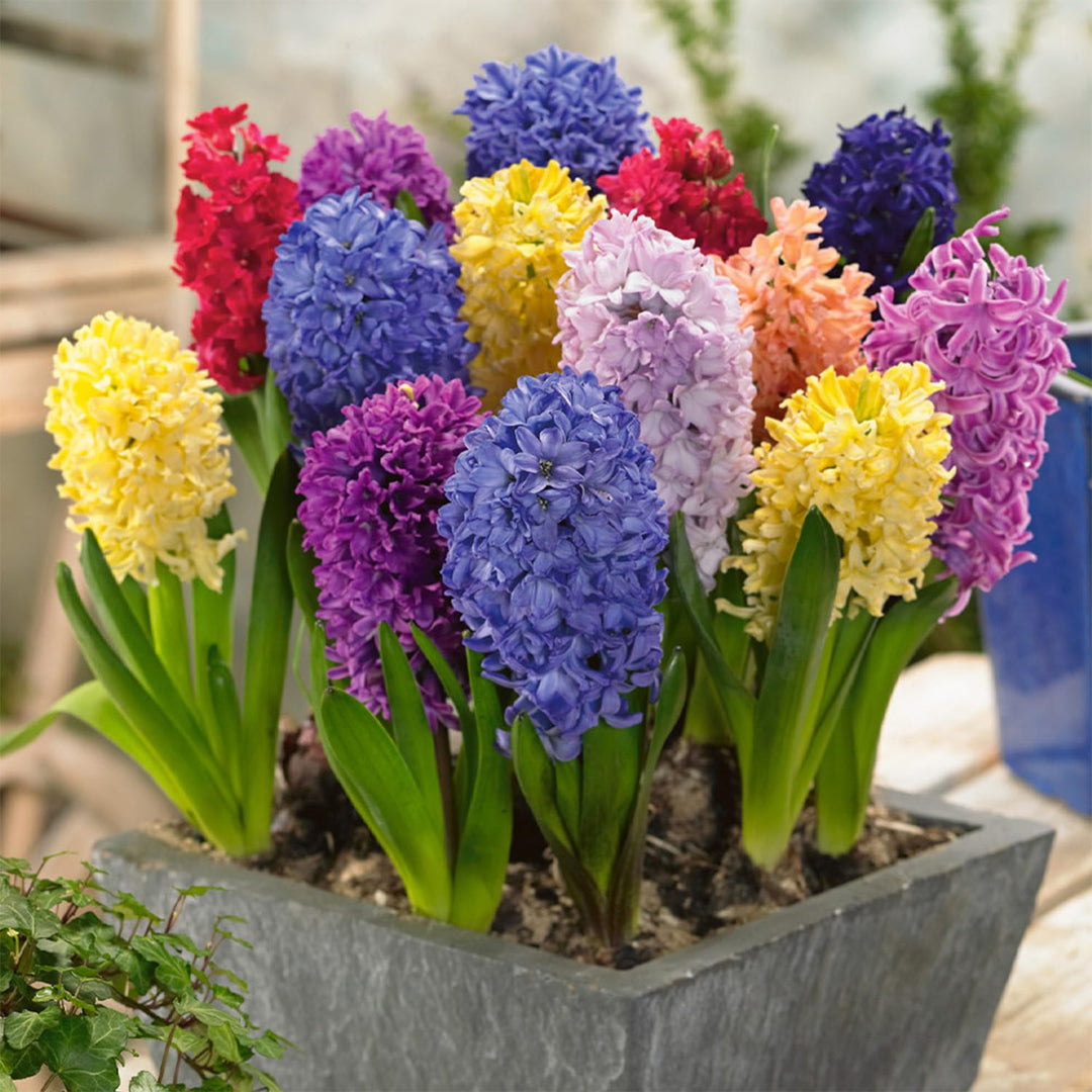 Hyacinths (Hyacinthus) mixed - 4 Bulbs