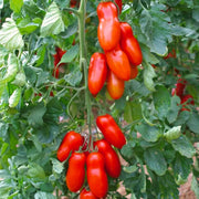 Vegetable Seed Set - 5 Bags of Seeds (Striped Italian Zucchini, San Marzano Tomato, Roman Artichoke, Leek, Rapin). Create Your Own Vegetable Garden at Home