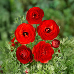 Load image into Gallery viewer, Ranunculus (Buttercups), RED - 10 Bulbs
