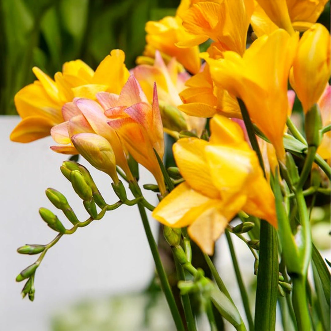 Freesia Double, YELLOW - 10 Bulbs